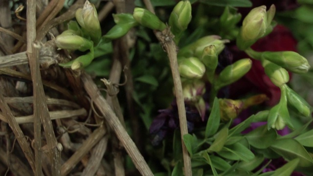 一束花，白玫瑰和菊花在木棒的框架上视频素材