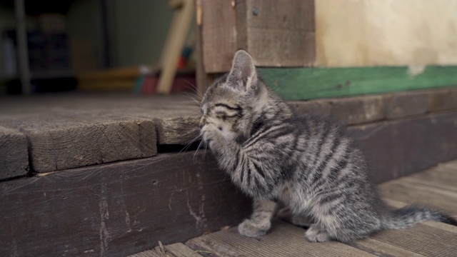 小灰猫在清理自己视频下载