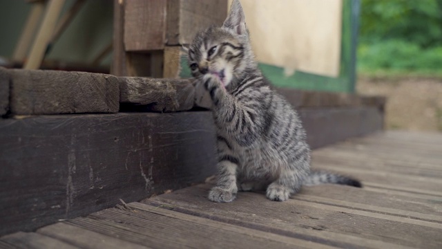 小灰猫在清理自己视频素材