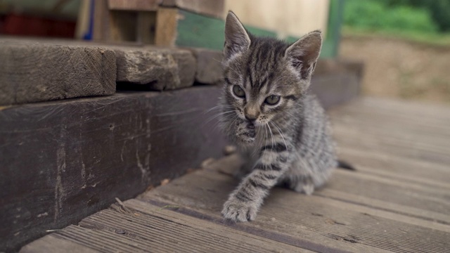 这只灰色的小猫正在舔腿，自己清理身体视频下载