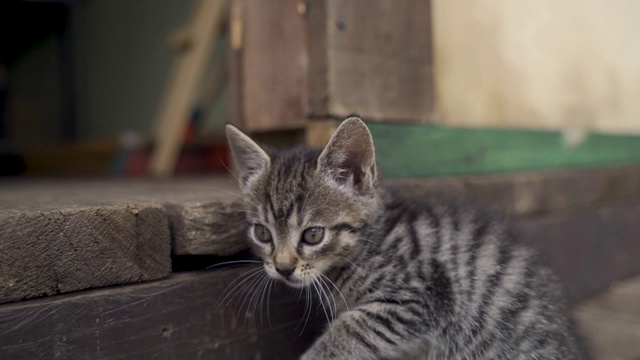 一只漂亮的家养灰条纹猫坐在甲板上，用奇怪、滑稽的姿势清理自己的舌头。视频素材