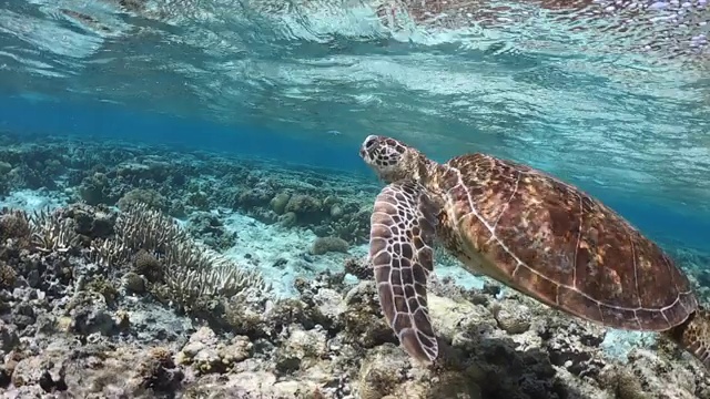 成年绿海龟游过暗礁，浮出水面呼吸。视频素材