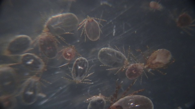 在显微镜下观察狗蜱和跳蚤在实验室研究。视频素材