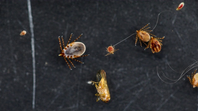 在显微镜下观察狗蜱和跳蚤在实验室研究。视频素材