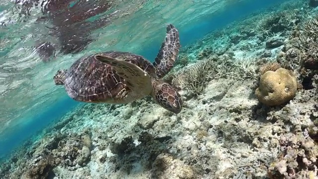 成年绿海龟游过暗礁，浮出水面呼吸。视频下载