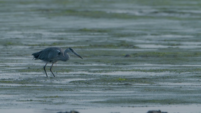 灰鹭(Ardea cinerea)在新森林的泥滩上捕捉鳗鱼视频素材