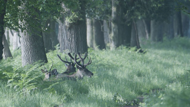 马鹿(Cervus elaphus)新森林林地清理。视频素材