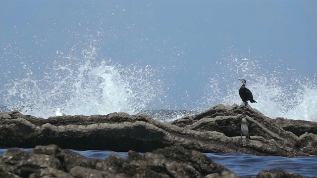 海鸟视频素材