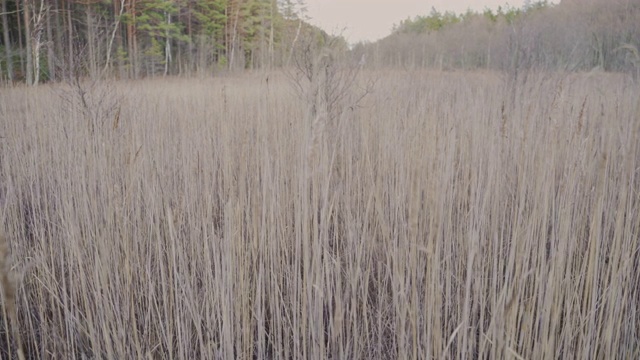 森林里的芦苇草地视频下载