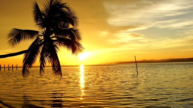 椰子树映衬着缤纷的夕阳视频下载