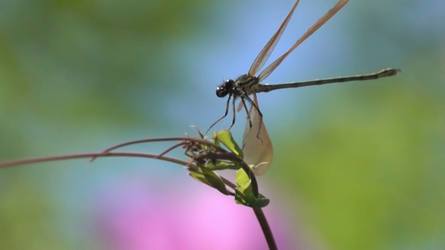 蜻蜓着陆视频素材