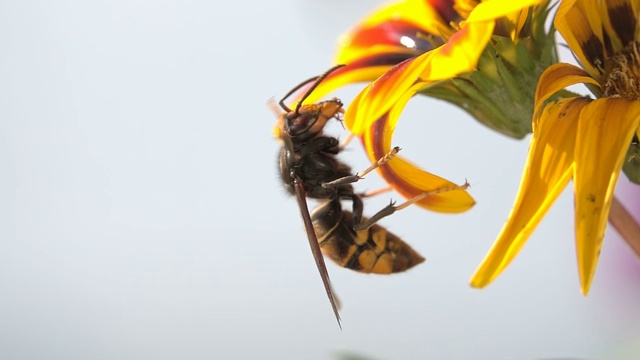 蜜蜂黄蜂黄蜂视频素材