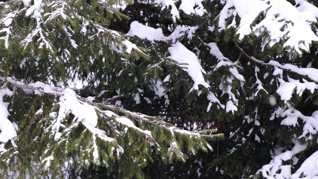 云杉和松树的树枝上覆盖着积雪。冬日在白雪皑皑的杉树林中，圣诞时节又到了新年视频素材