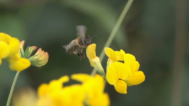 蜂花粉视频素材