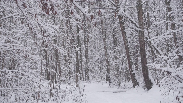 美丽的冬季森林，清新的白雪飘落。视频素材