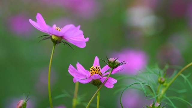 宇宙的花视频素材