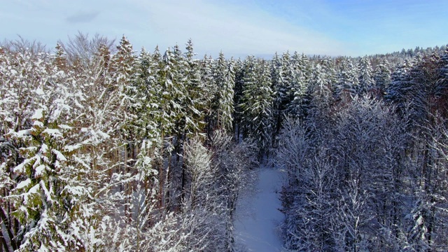 冬天的风景有雪天云杉视频素材