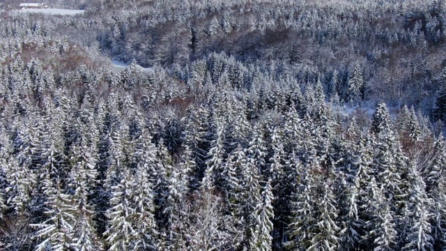 冬天的风景有雪天云杉视频素材