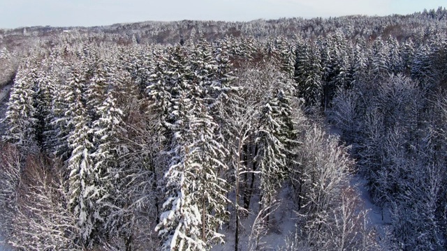 冬天的风景有雪天云杉视频素材