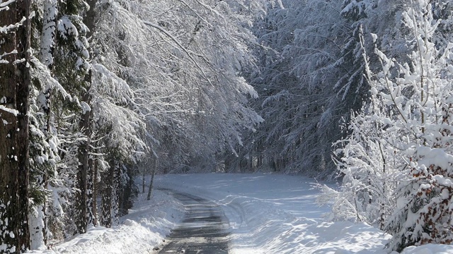 县道槽雪林视频素材