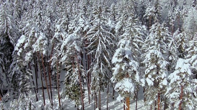 冬天的景观是白雪覆盖的森林视频素材