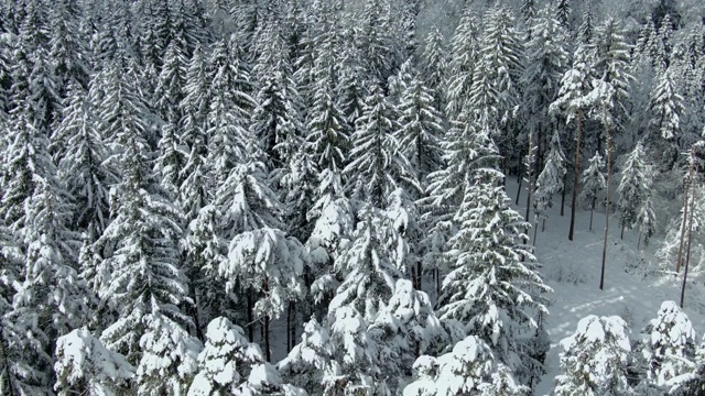 冬天的景观是白雪覆盖的森林视频素材