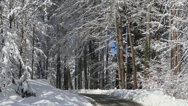 县道槽雪林视频素材