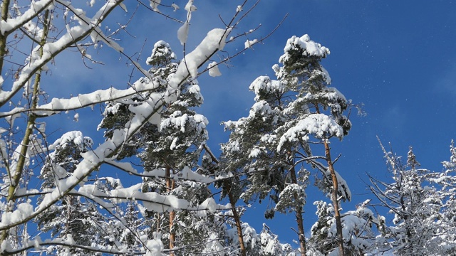 冬天的景色，白雪皑皑的树木映衬着蓝天视频素材