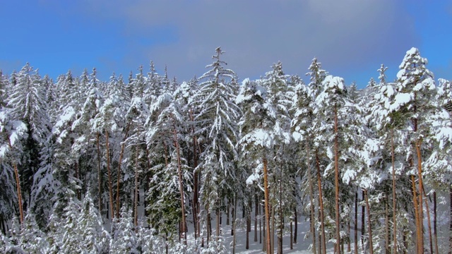 冬天的景观是白雪覆盖的森林视频素材