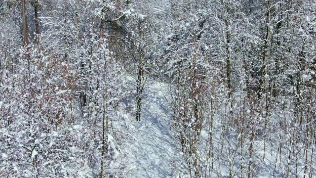 冬天树木被雪覆盖视频素材