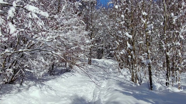 冬天树木被雪覆盖视频素材