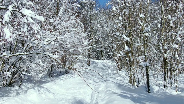 冬天树木被雪覆盖视频素材