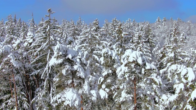 冬天的景观是白雪覆盖的森林视频素材