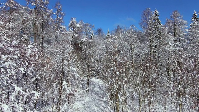 冬天树木被雪覆盖视频素材