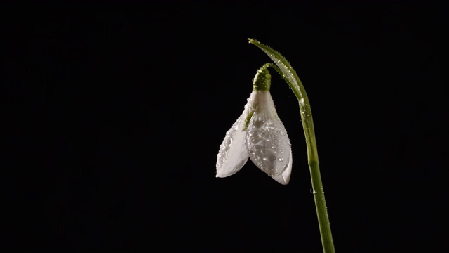 47、雪莲花开又合，侧角随水滴时间流逝。黑色背景视频素材