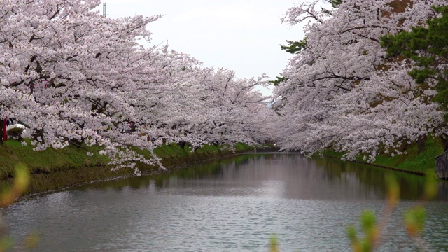 广崎公园的樱花在春日祭季节早上美丽的一天视频素材