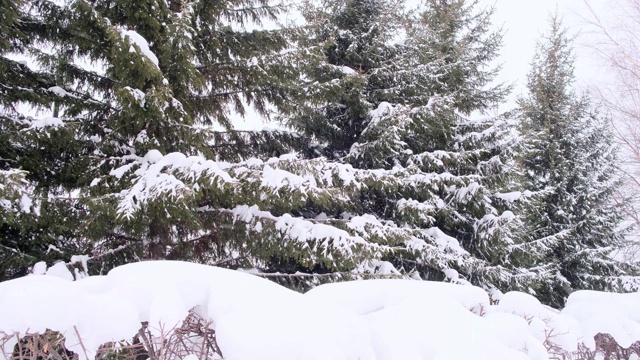 云杉和松树的树枝上覆盖着积雪。冬日在白雪皑皑的杉树林中，圣诞时节又到了新年视频素材