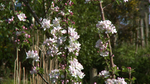 白色的苹果花视频素材