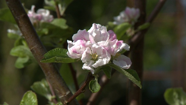 枝上的樱花视频素材