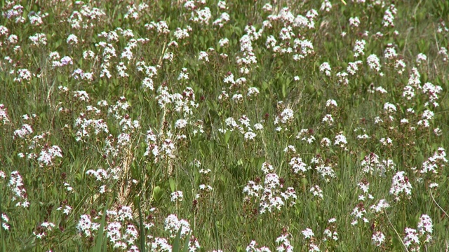 田间马利筋视频素材