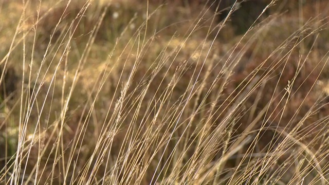 野燕麦草杂草视频素材