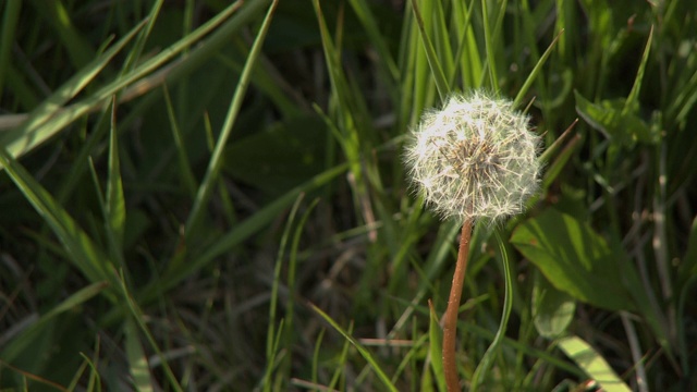 蒲公英和草叶视频素材