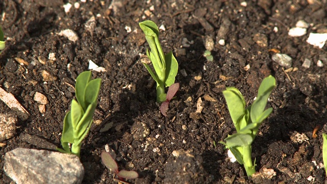 小植物开始在土壤中生长视频素材