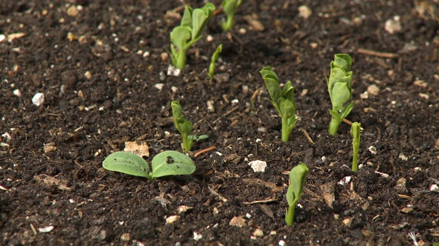 从土壤中发芽的植物幼苗视频素材