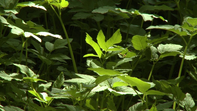 植物的叶子和蜘蛛网视频素材