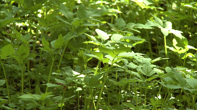 密林中的植物视频素材