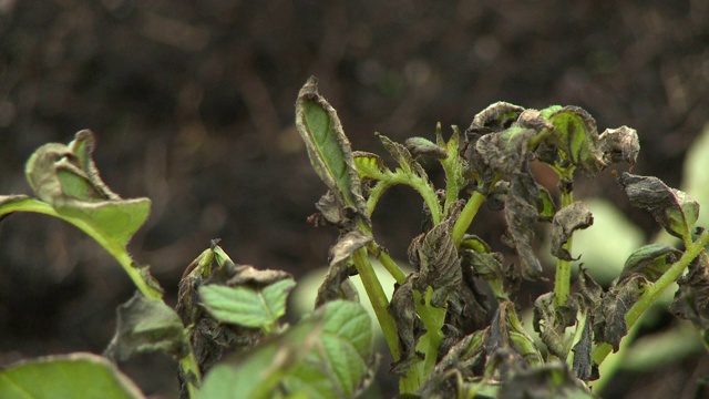 多刺植物上的枯叶视频素材