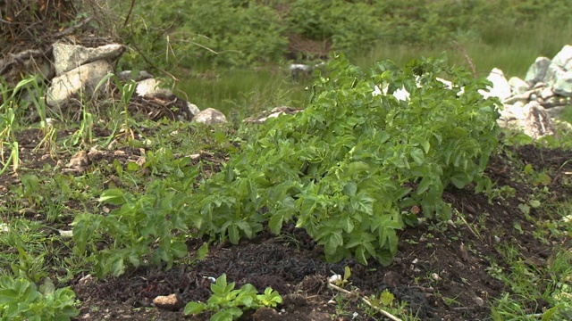 风吹叶植物视频素材