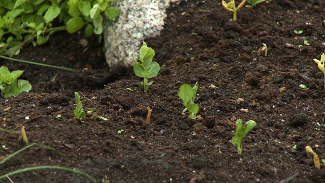 在土壤中种植树苗视频素材