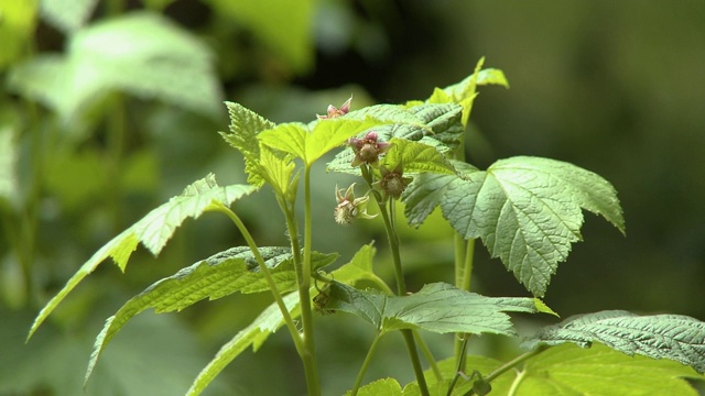 萌芽星花植物视频素材